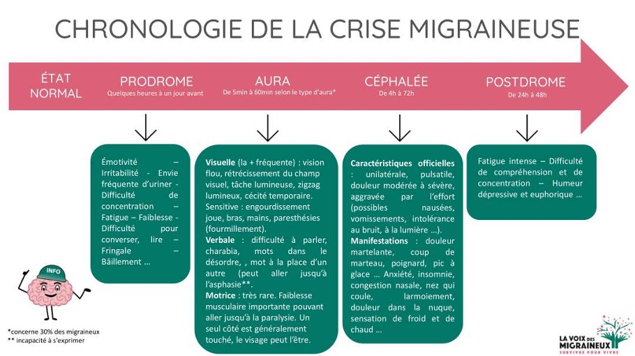 Visuel la chronologie de la crise migraineuse