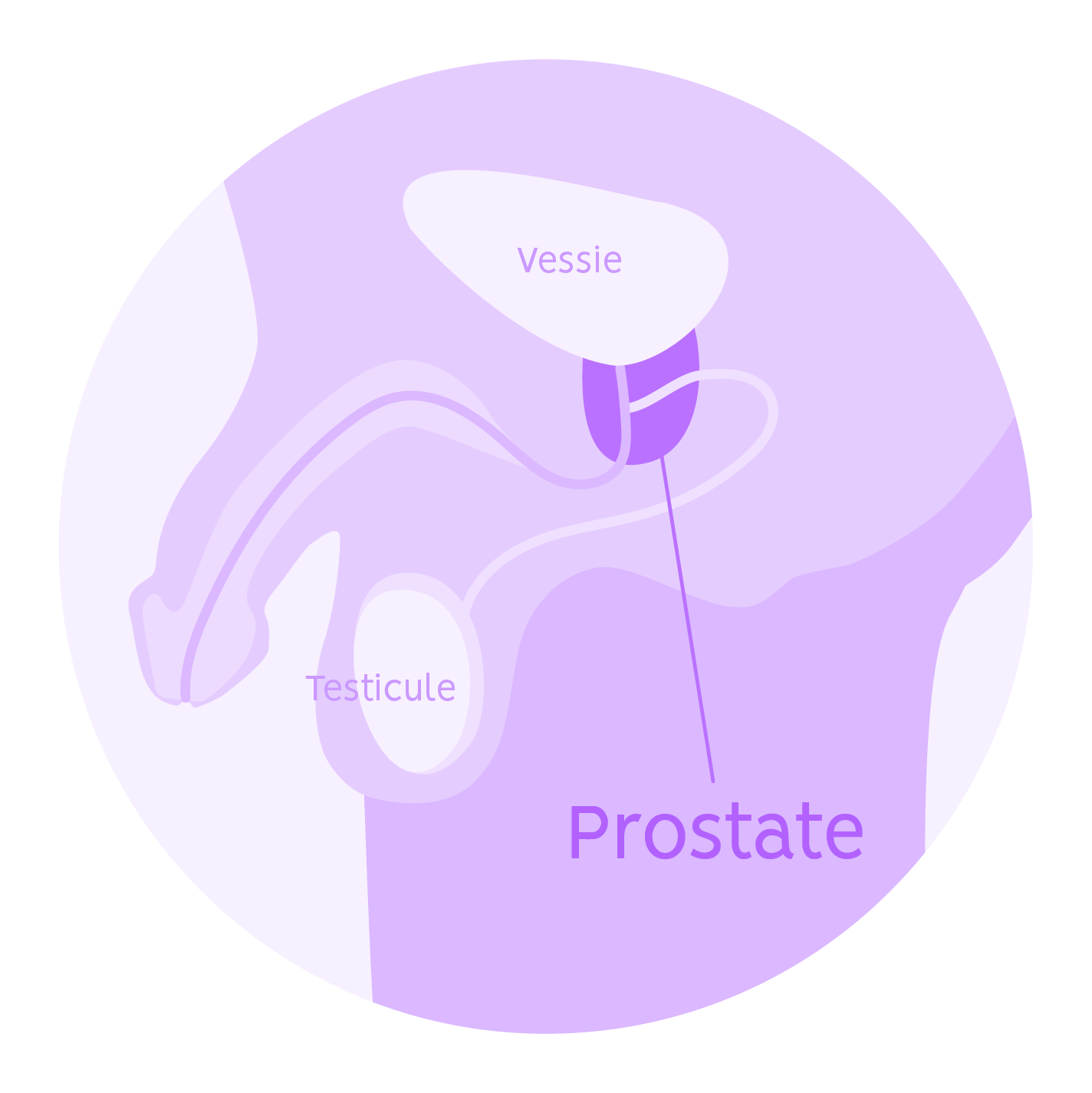 prostate_schema schéma de la prostate
